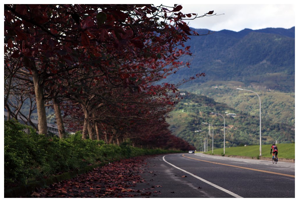 花蓮山邊道路的紅葉行道樹與單車騎士