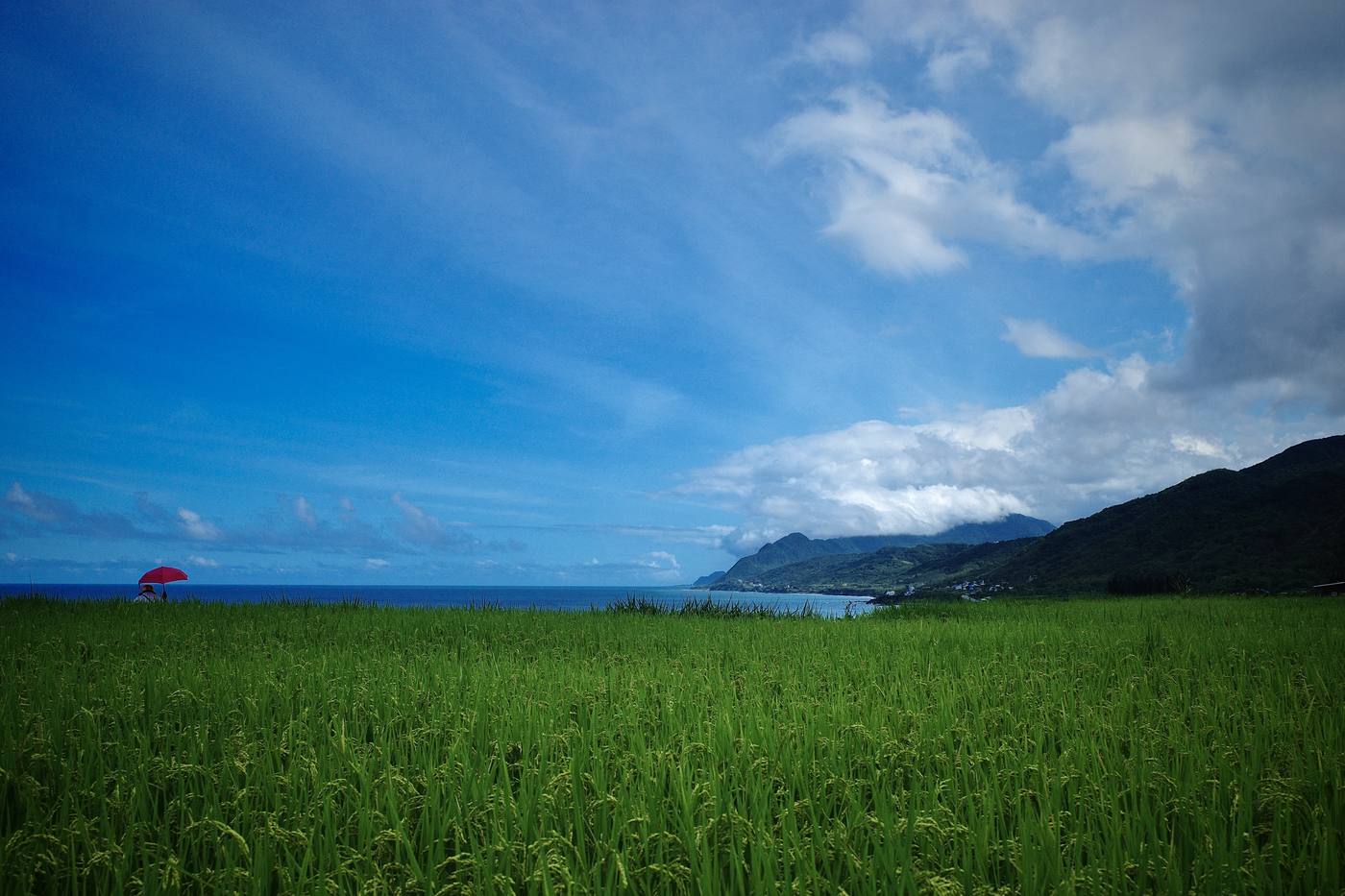 花蓮稻田與海岸線交織的景色，紅傘點綴其中