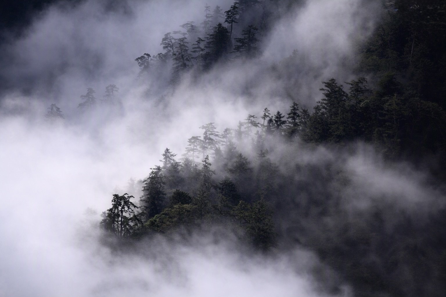 花蓮山林間雲霧繚繞