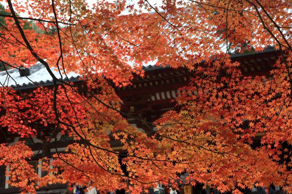 京都旅程照片，楓紅與寺院屋簷